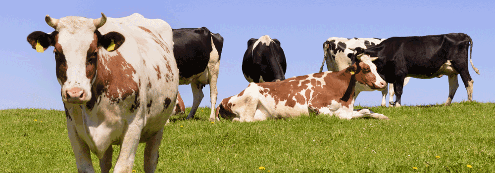 Kühe grasen auf einer Weise
